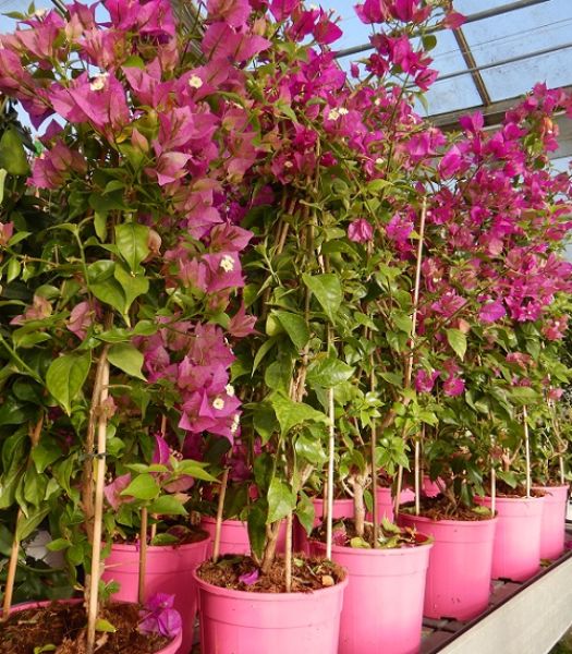 BOUGAINVILLEA SANDER. PYRAMIDE