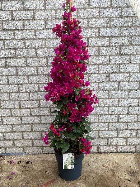 BOUGAINVILLEA SANDERIANA PYR.