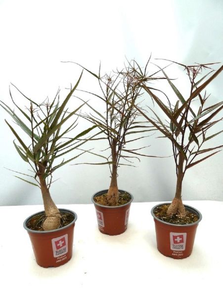 BRACHYCHITON RUPESTRIS