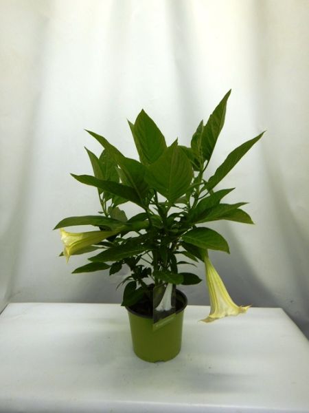 BRUGMANSIA