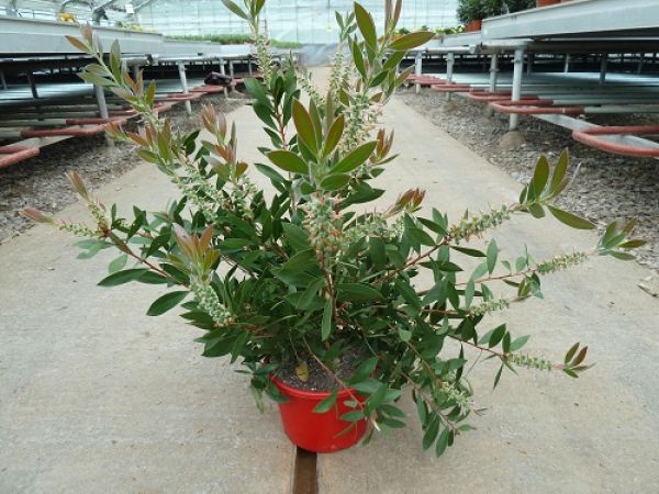 CALLISTEMON SPLENDENS