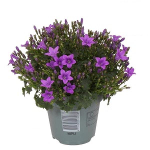 CAMPANULA AMBELLA