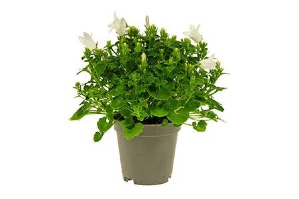 CAMPANULA PORTENSCHLAGIANA