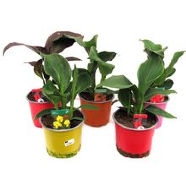 CANNA INDICA