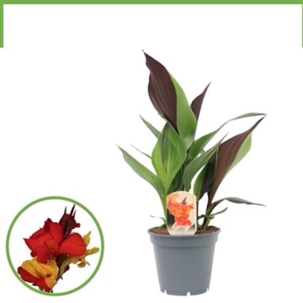CANNA ISLAND CLEOPATRA