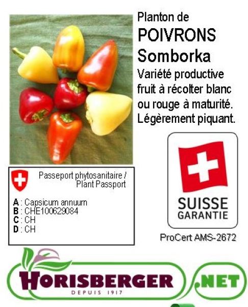 CAPSICUM ANNUUM / POIVRON