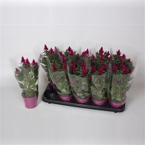 CELOSIA CARACAS