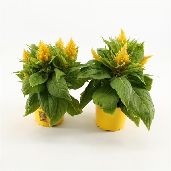 CELOSIA KELOS FIRE JAUNE