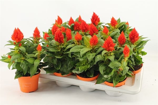 CELOSIA KELOS FIRE ORANGE