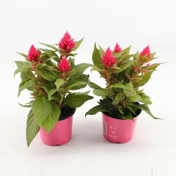 CELOSIA KELOS FIRE PINK