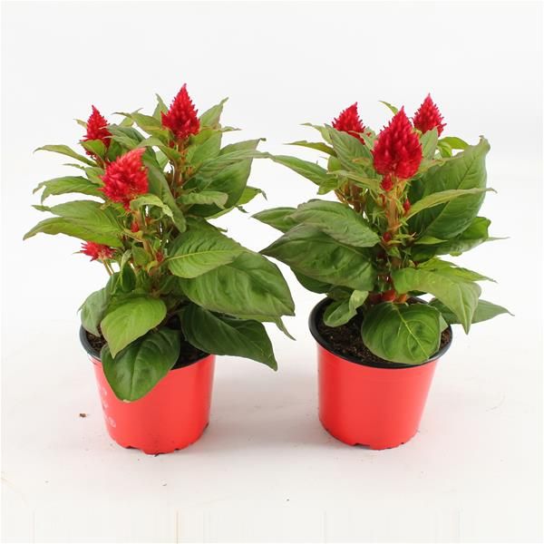 CELOSIA KELOS FIRE ROUGE