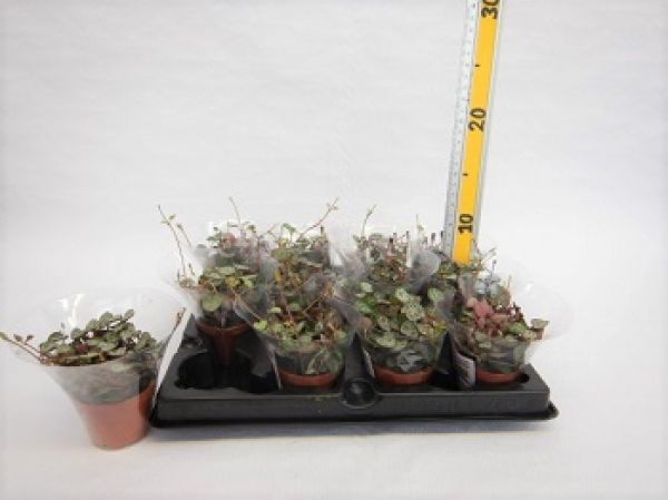 CEROPEGIA WOODII