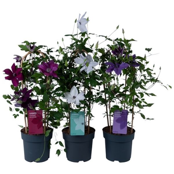 CLEMATIS GARLAND