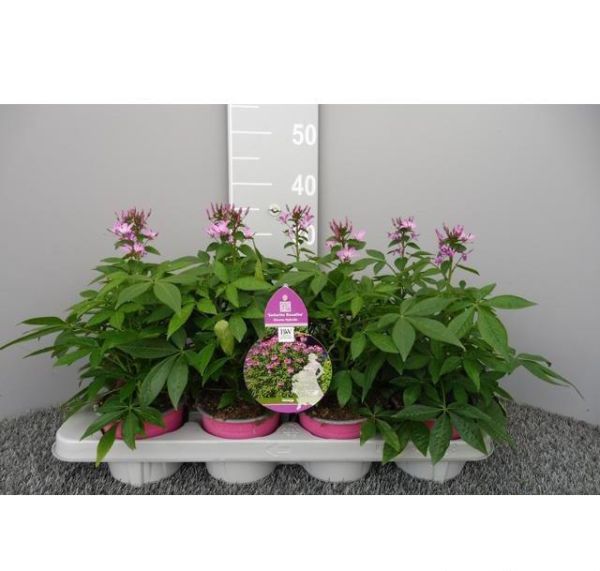 CLEOME ROSALITA