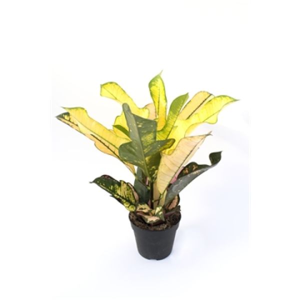 CODIAEUM VAR. WILMA