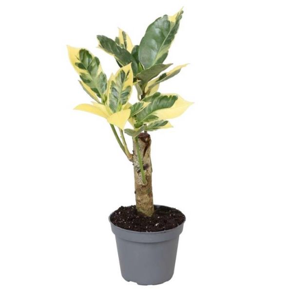 CODIAEUM VARIEG. TIGE