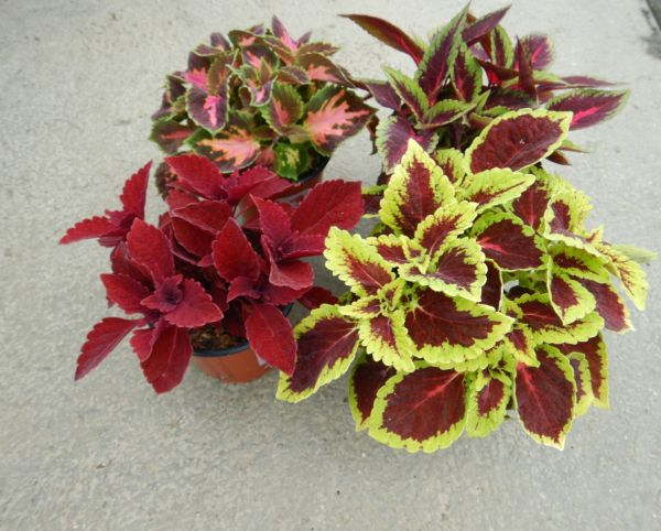 COLEUS