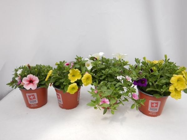 CONFETTI GARDEN