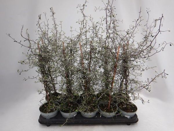 COROKIA COTONEASTER