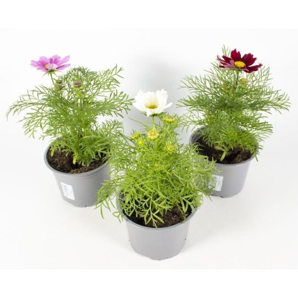 COSMOS BIPPINATUS
