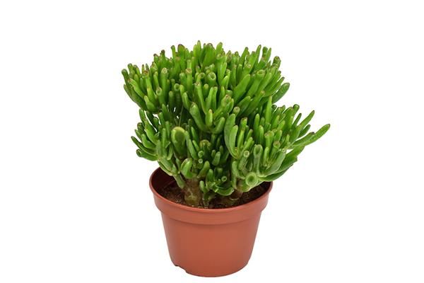 CRASSULA HOBBIT