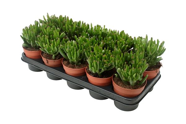 CRASSULA HOBBIT