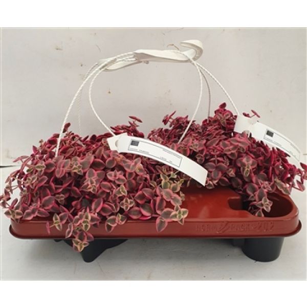 CRASSULA MARGINALIS