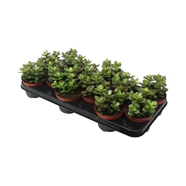 CRASSULA MINOR
