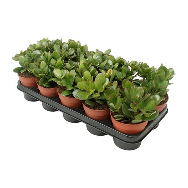 CRASSULA OVATA