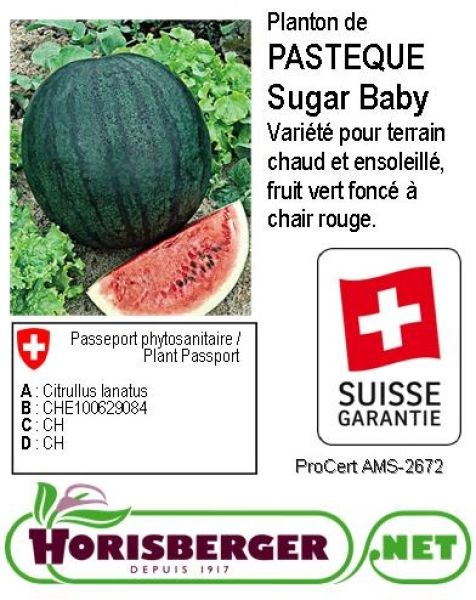 CUCUMIS CITRULLUS