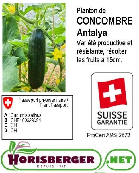 CUCUMIS SATIVUS / CONCOMBRE