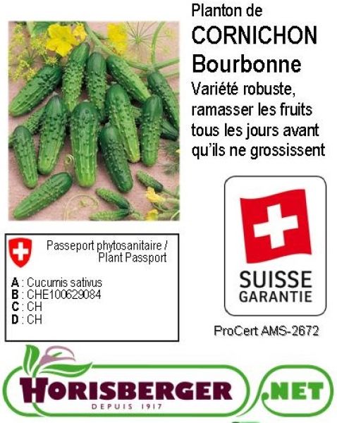 CUCUMIS SATIVUS / CORNICHON