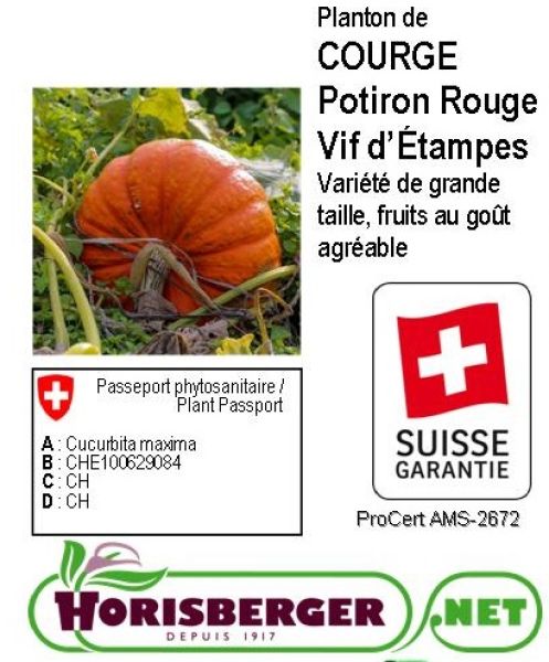 CUCURBITA PEPO/COURGE