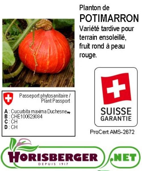CUCURBITA PEPO/COURGE