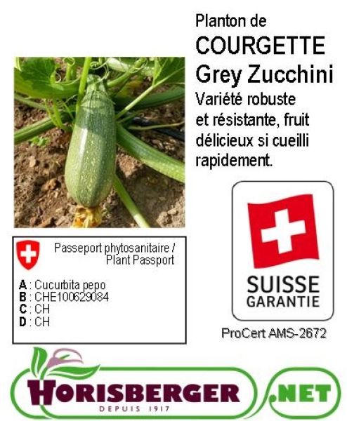 CUCURBITA PEPO/COURGETTE VERTE