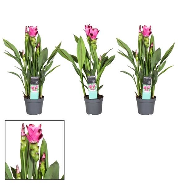 CURCUMA SIAM-SPLASH