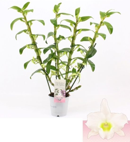 DENDROBIUM NOBILE