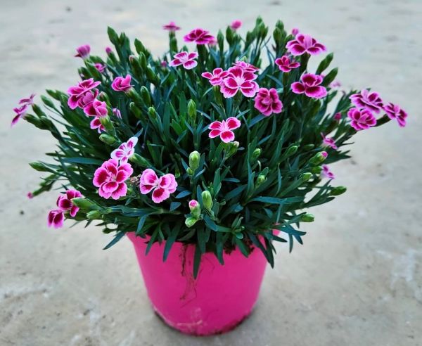 DIANTHUS CARYOPH. PINK KISS