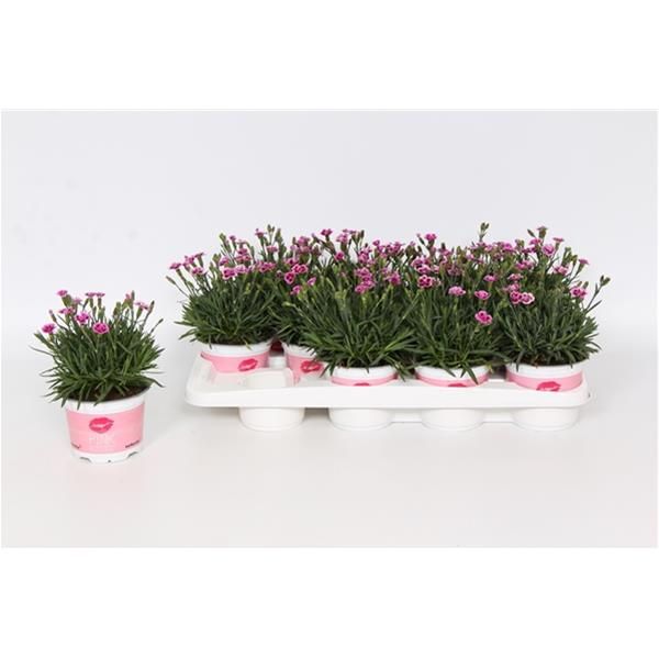 DIANTHUS PINK KISSES