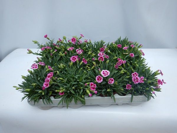 DIANTHUS PINK KISSES