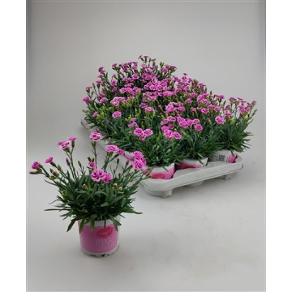 DIANTHUS PINK KISSES