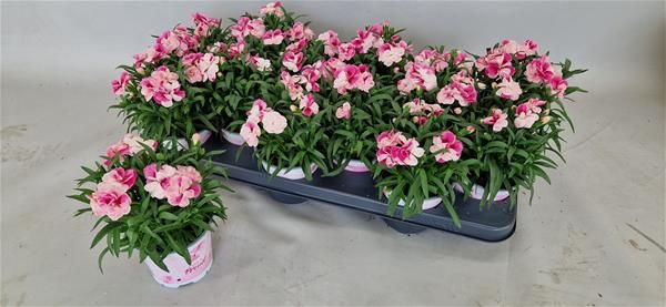 DIANTHUS PINK & PROUD