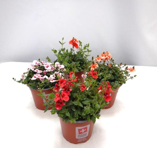 DIASCIA