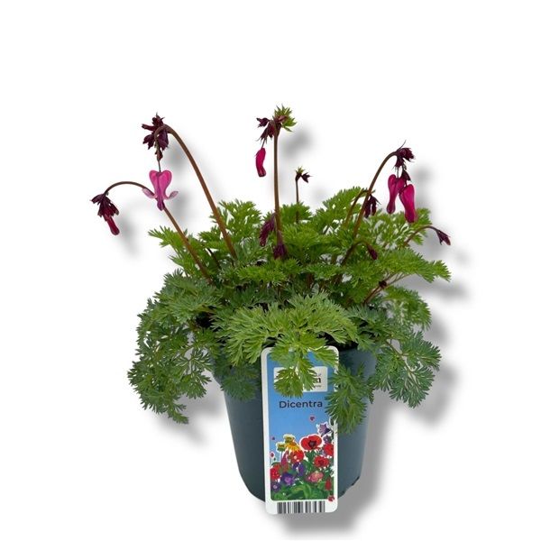 DICENTRA SPACTABILIS