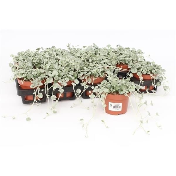 DICHONDRA ARGENTEA