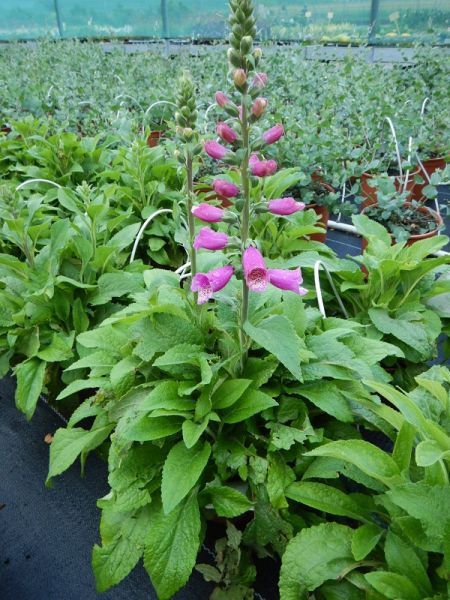 DIGITALIS PURPUREA
