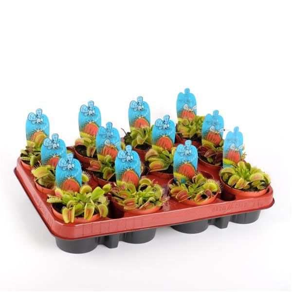 DIONAEA MUSCIPULA