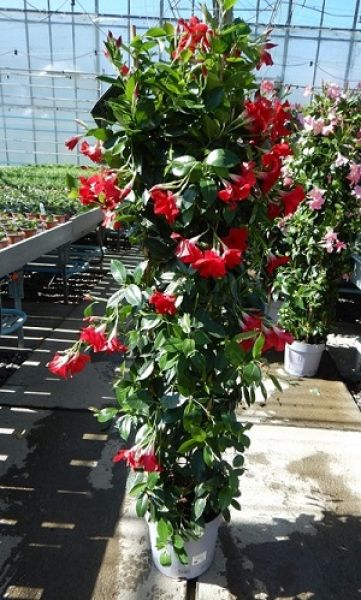 DIPLADENIA SUN. COLONNE