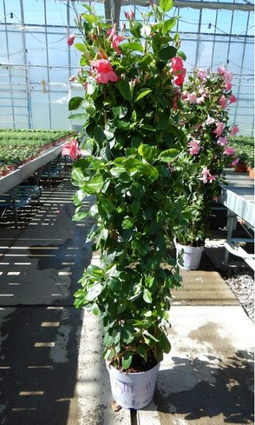 DIPLADENIA SUN. COLONNE