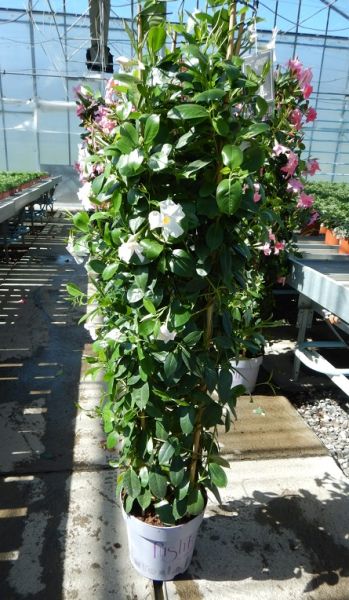 DIPLADENIA SUN. COLONNE